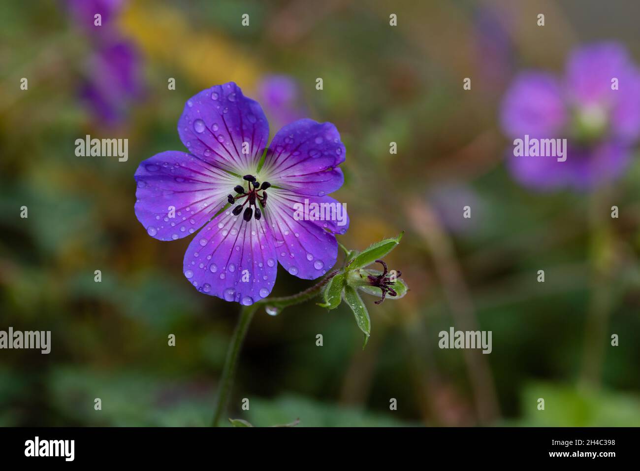 Gros plan de Geranium wallichianum 'Rise and Shine' avec des gouttes d'eau après une douche de pluie Banque D'Images