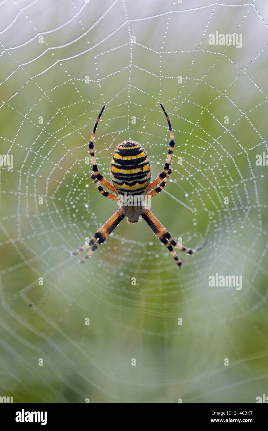 macrophotographie d'une araignée de guêpe dans son web Banque D'Images