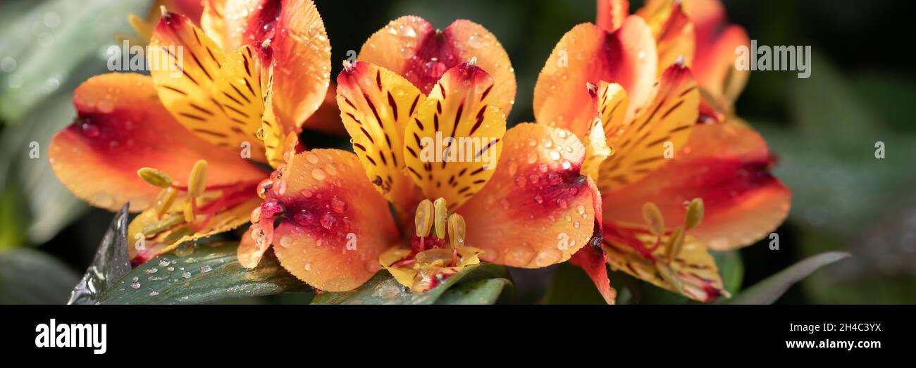 Panorama des fleurs de l'Alstroemeria 'Indian Summer' avec gouttes d'eau après une douche à effet pluie Banque D'Images