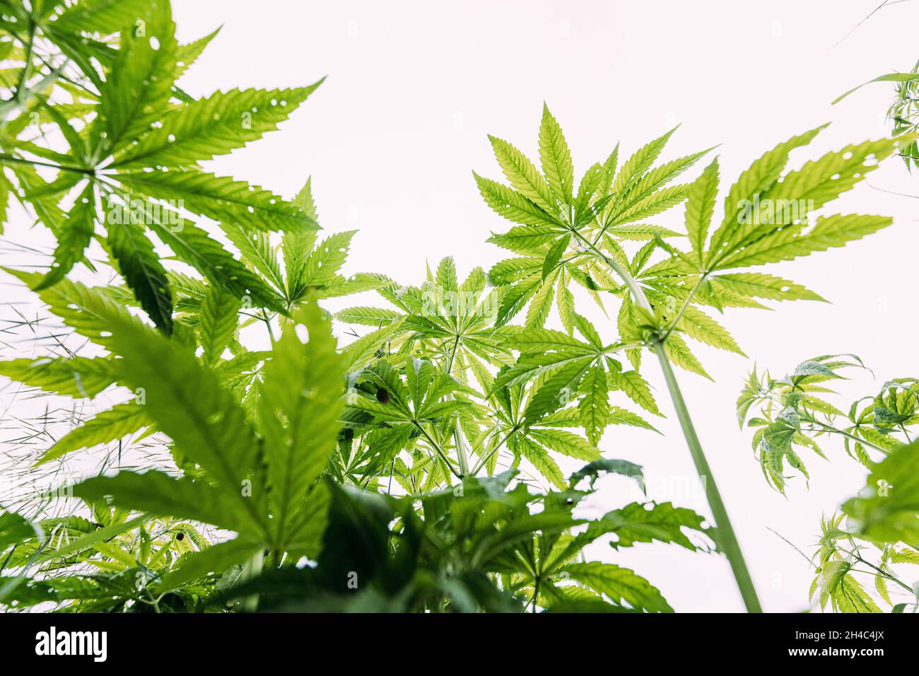 Légal marijuana verte feuilles de cannabis poussant à la ferme en été, magnifique fond de cannabis. Culture de fond. Culture de marijuana Banque D'Images