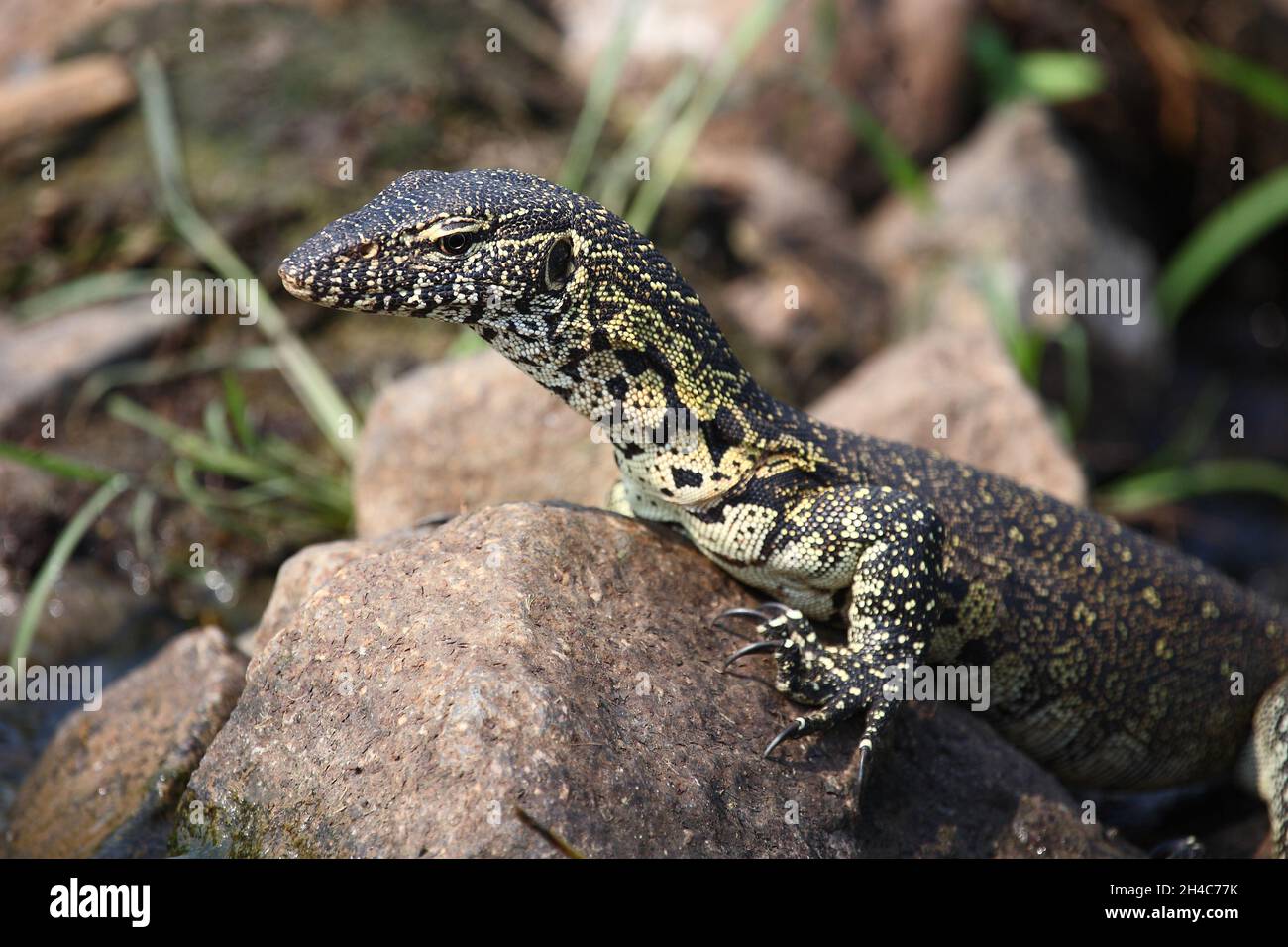 Nilwaran / surveillance du Nil / Varanus niloticus Banque D'Images