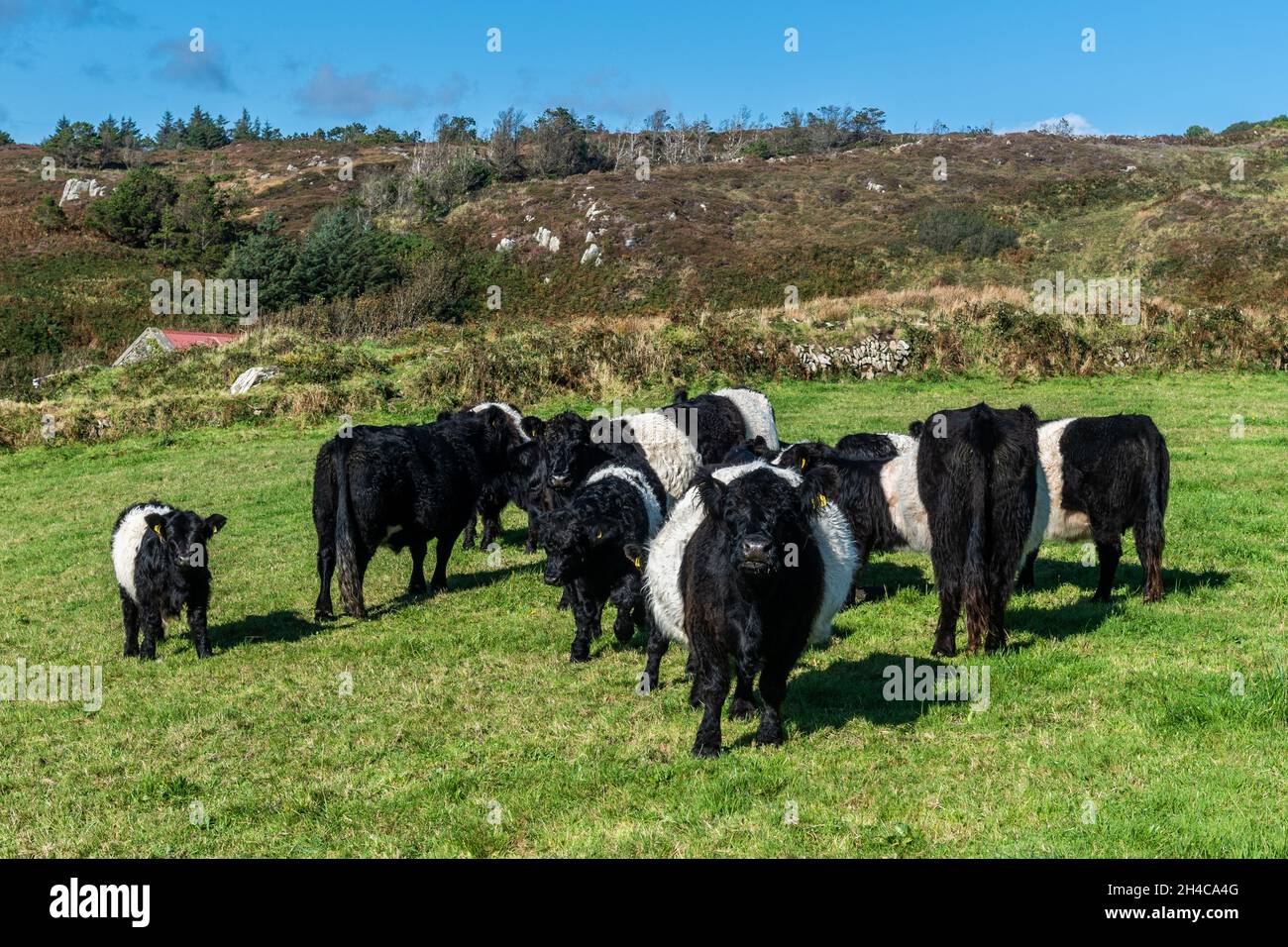 Bétail Galloway Belted (Bos taurus) dans une ferme sur l'île de Cape Clear, à l'ouest de Cork, en Irlande. Banque D'Images