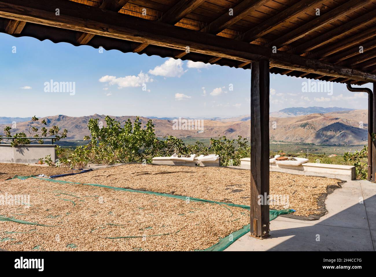 Après la récolte en septembre, des pistaches fraîchement cueillies sont répandues sur le sol pour sécher au soleil à l'extérieur d'une ferme près de Bronte, Sicile, Italie Banque D'Images