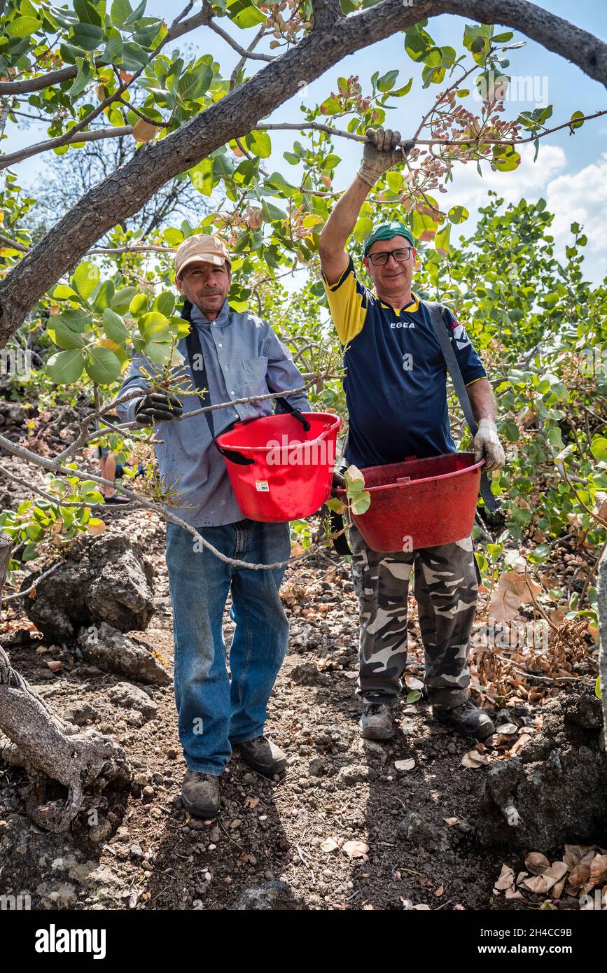 Les ouvriers agricoles ramassant des pistaches pendant la récolte biennale des pistaches sur les pentes de l'Etna près de Bronte, Sicile, Italie Banque D'Images