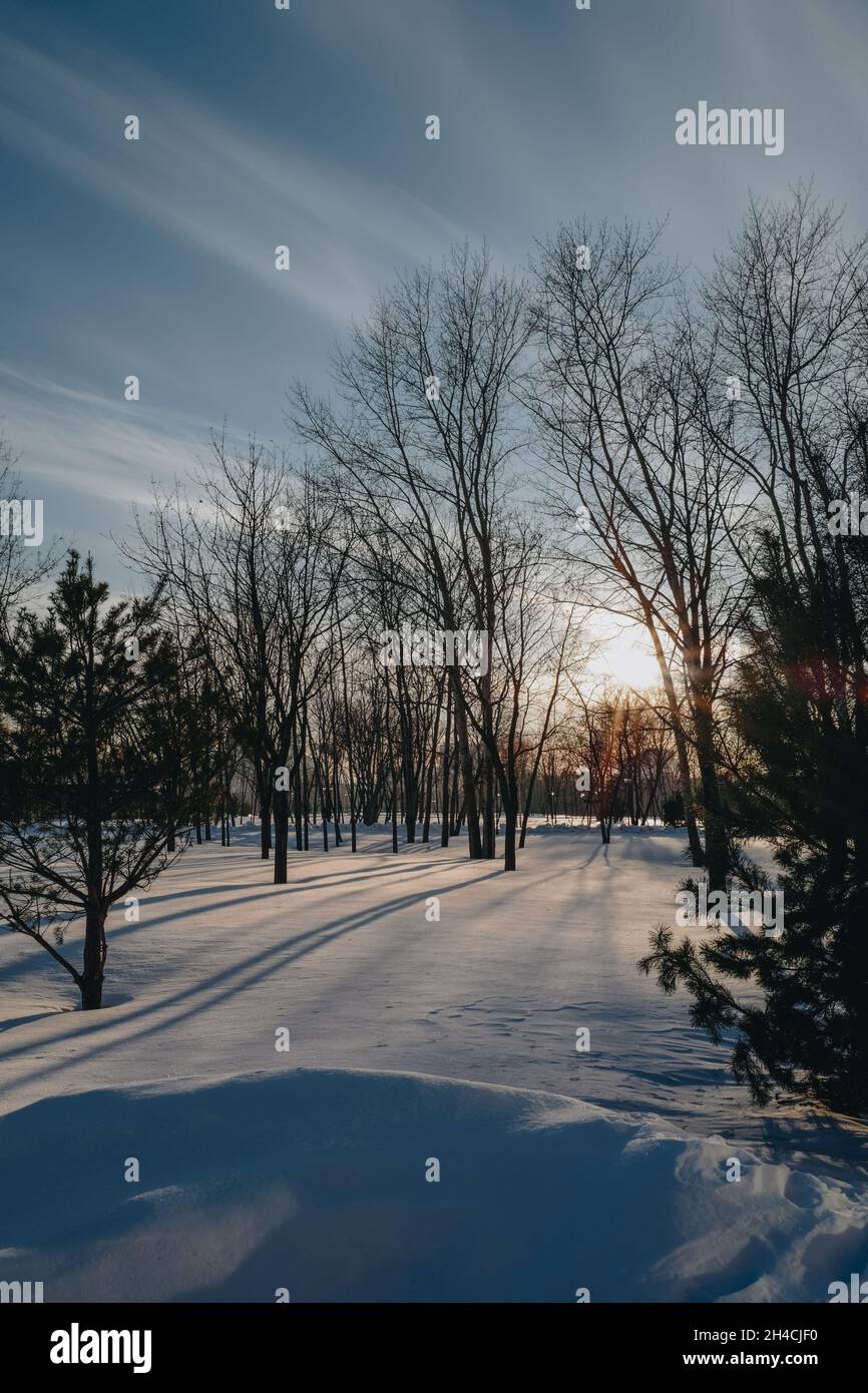 Forêt enneigée en hiver dans les rayons du soleil couchant.Scène de Noël et du nouvel an dans la nature Banque D'Images
