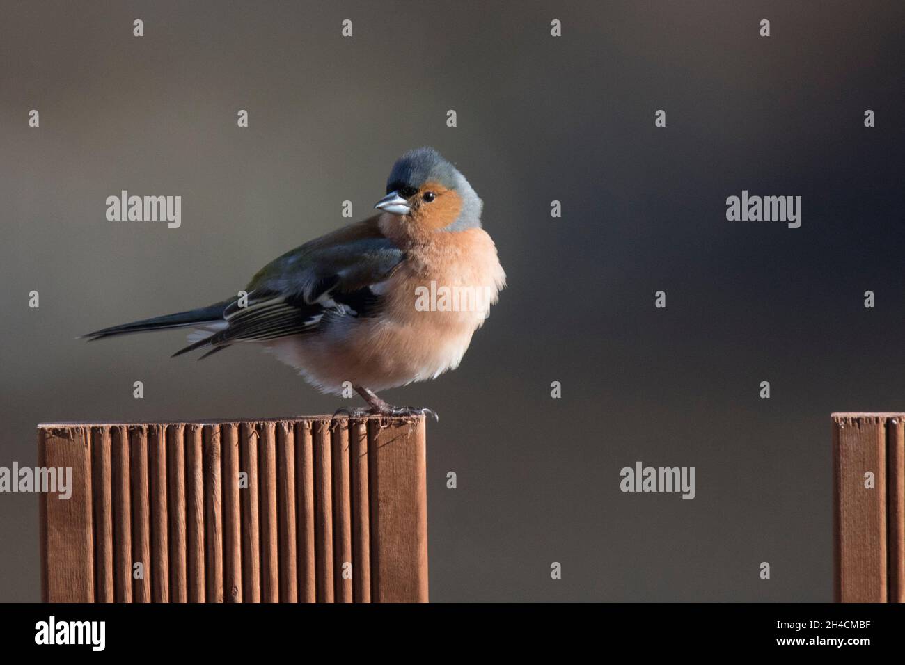 Common Chaffinch (Fringilla coelebs) Banque D'Images