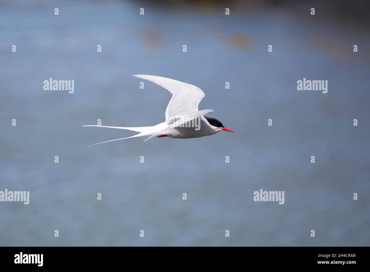 La fougère arctique en Islande pendant le vol, oiseau incroyable rapide, gros plan, prise de vue de la faune en Islande, Conseil photo de voyage, voyager dans le monde, Un Banque D'Images