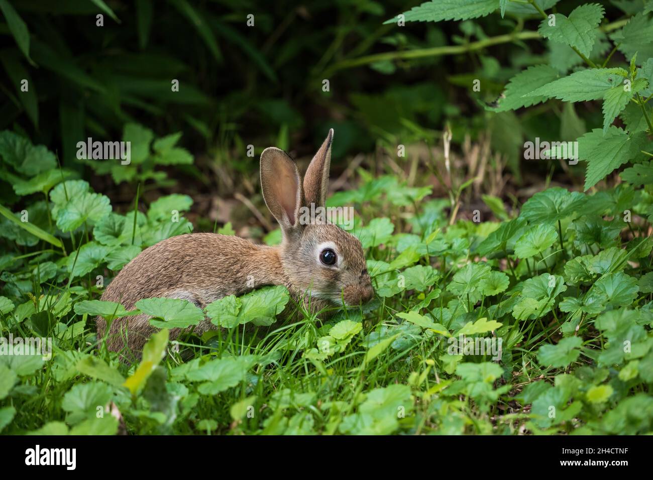 Lapin sauvage au bord d'un pré, jeune lapin juvénile, petit mammifère mignon de la famille des Leporidae. Banque D'Images