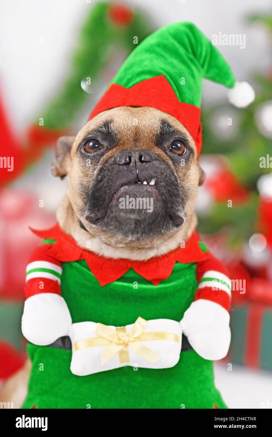 Portrait d'un chien Bulldog français portant un costume d'orf de Noël Banque D'Images