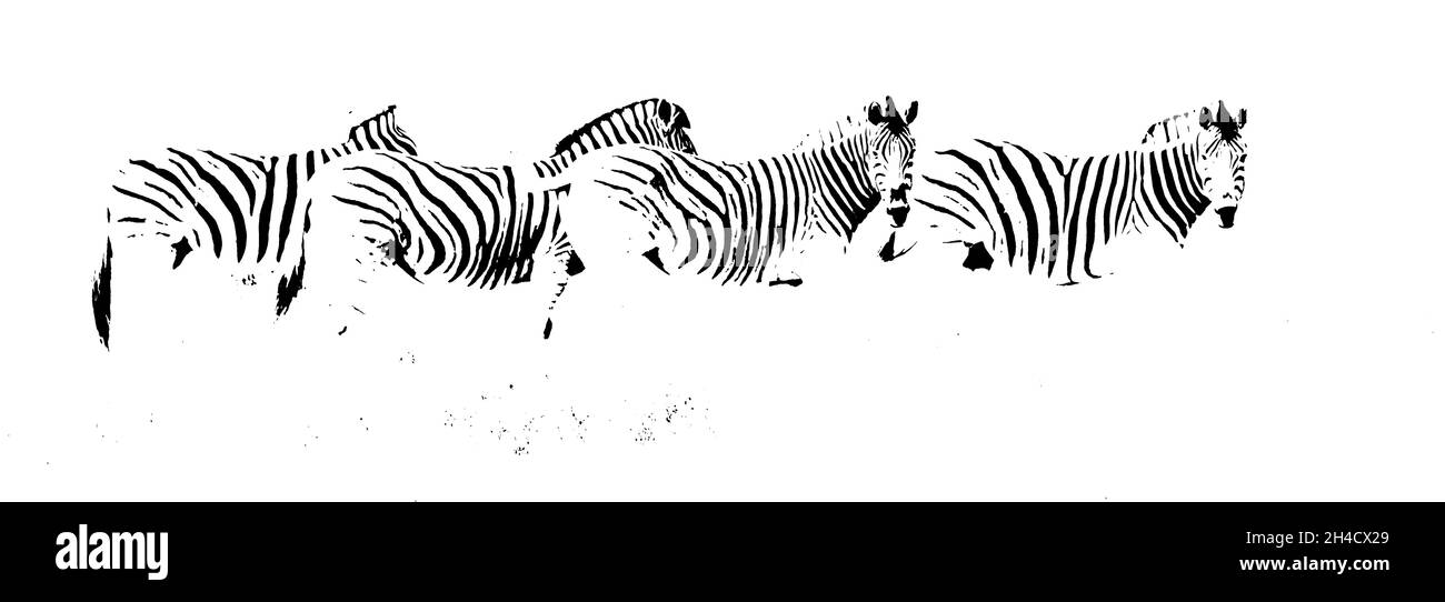 Gros plan de quatre Zèbres dans une rangée monochrome Banque D'Images