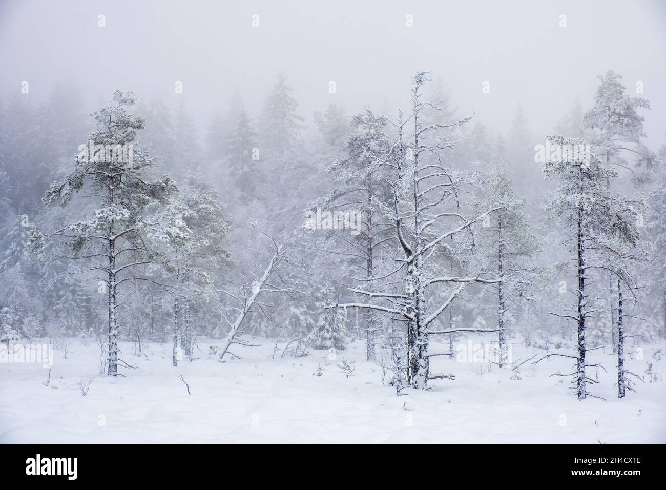 Forêt de pins de Vintry sur une tourbière enneigée Banque D'Images