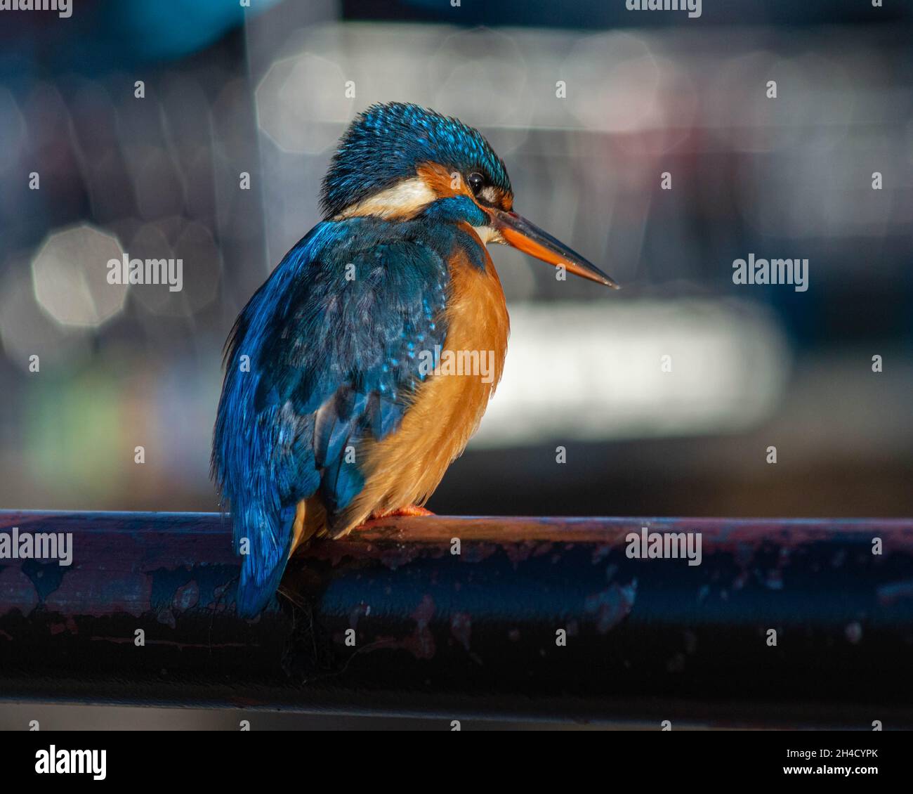 Kingfisher Banque D'Images