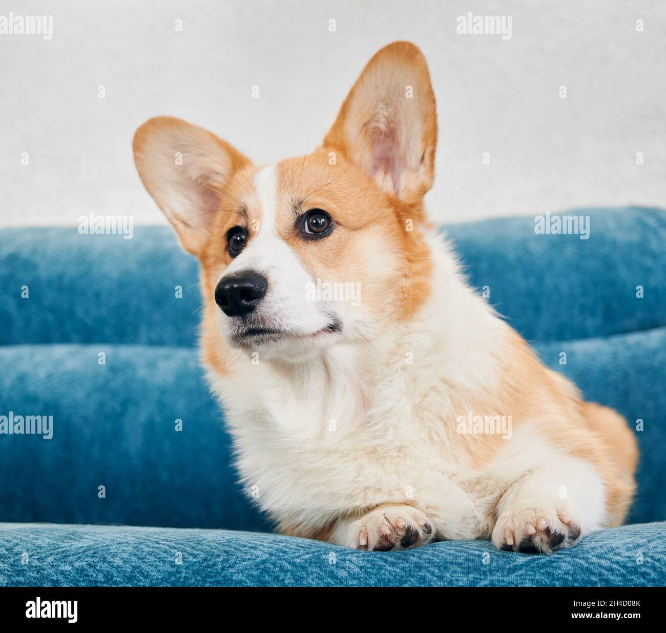 Gros plan de beau chien Corgi rouge et blanc reposant sur un canapé bleu confortable.Corgi gallois mignon regardant de côté avec curiosité tout en se reposant sur un canapé.Concept d'animaux de compagnie. Banque D'Images
