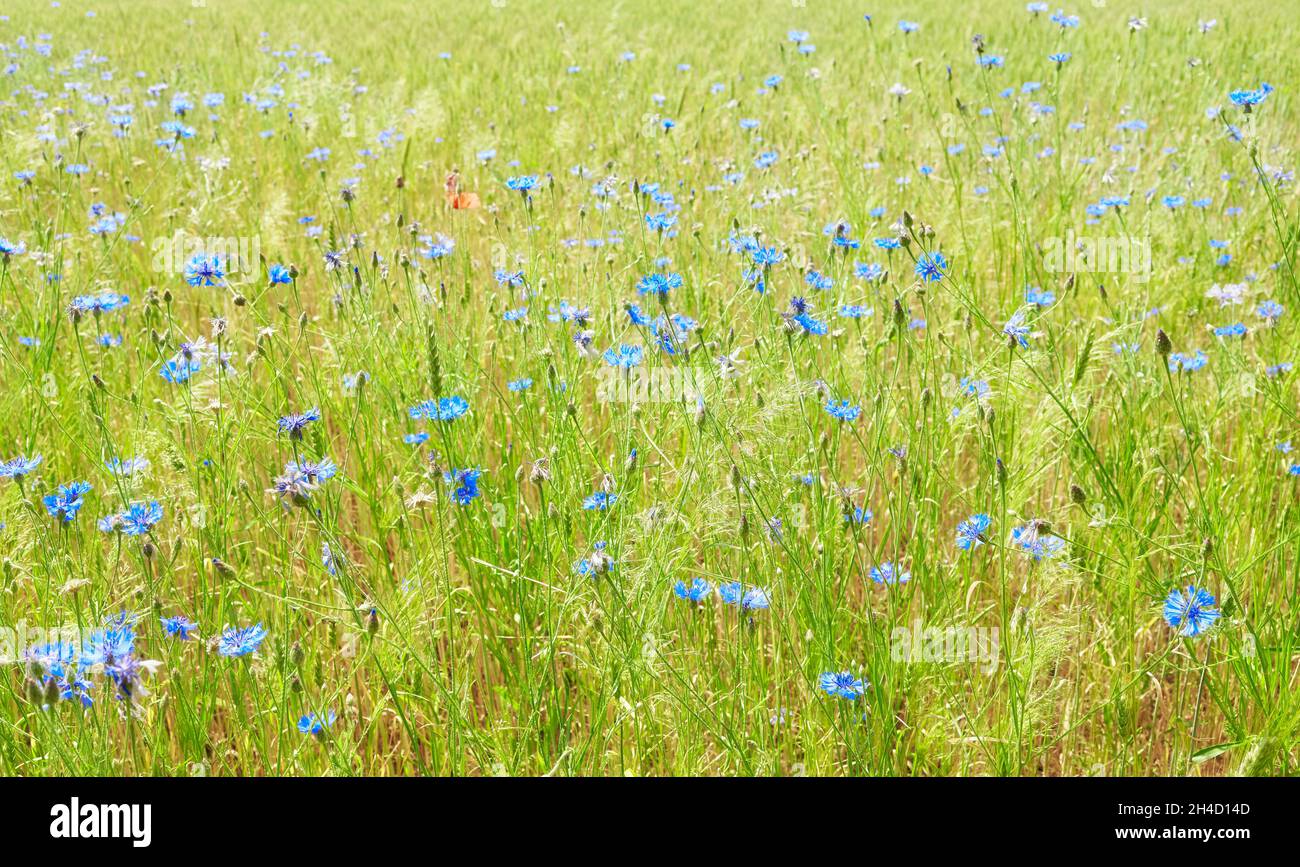 Champ de culture avec fleurs de maïs bleu sauvage, fond naturel, foyer sélectif. Banque D'Images