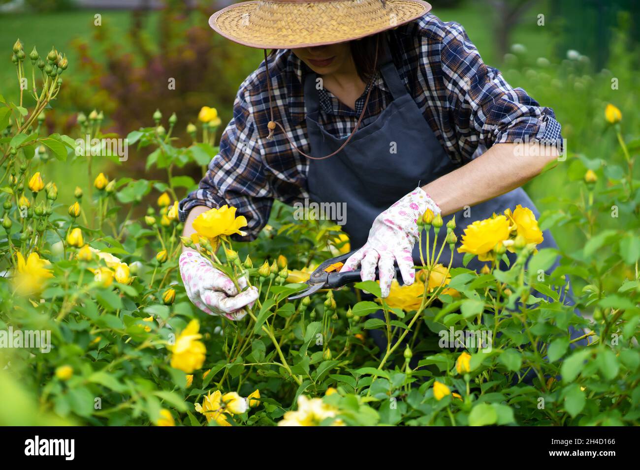 Une femme est impliquée dans le jardinage et l'agriculture, un jardinier dans un chapeau de paille, Banque D'Images