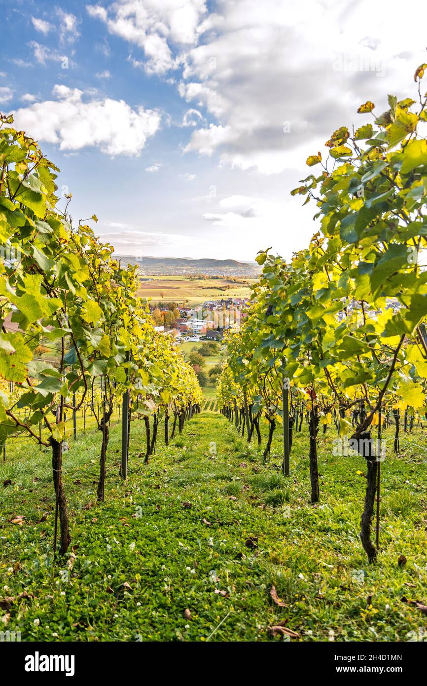 Photo verticale d'un vignoble pittoresque dans un magnifique paysage automnal dans le sud de l'Allemagne Banque D'Images