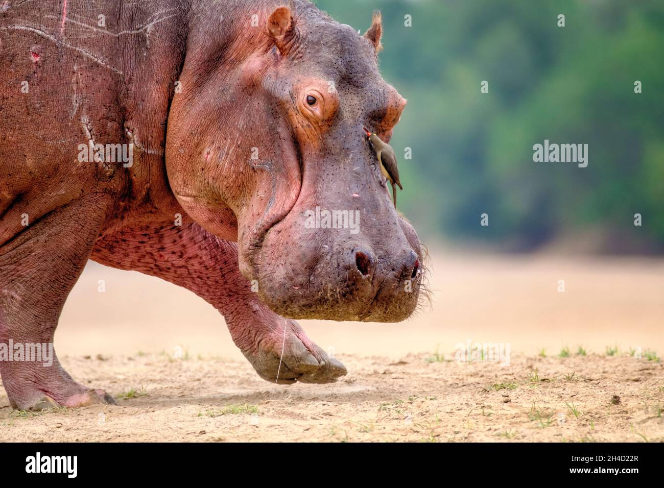 Hippopotamus amphibius sur terre.Parc national de Luangwa Sud, Zambie, Afrique Banque D'Images