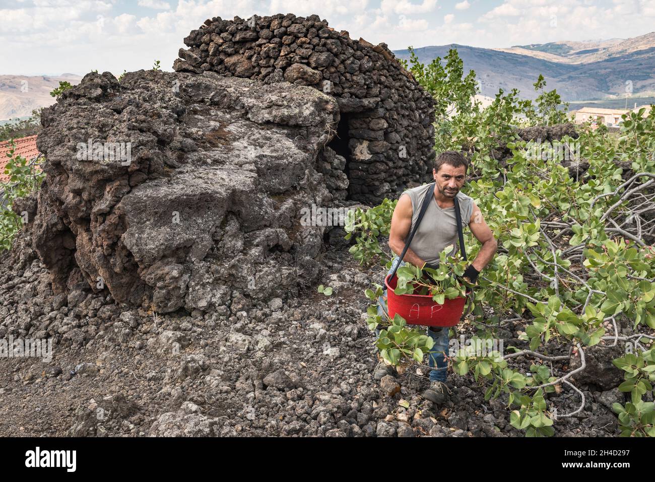 Cueillette de pistaches pendant la récolte biennale, sur un vieux champ de lave près de la ville de Bronte, sur les pentes de l'Etna, en Sicile, en Italie Banque D'Images
