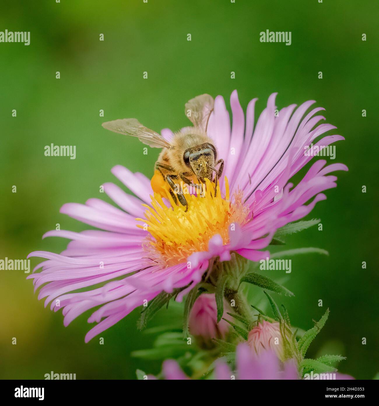 J'ai photographié cette abeille sur l'Aster de la Nouvelle-Angleterre dans une réserve naturelle près de Sturgeon Bay Wisconsin. Banque D'Images