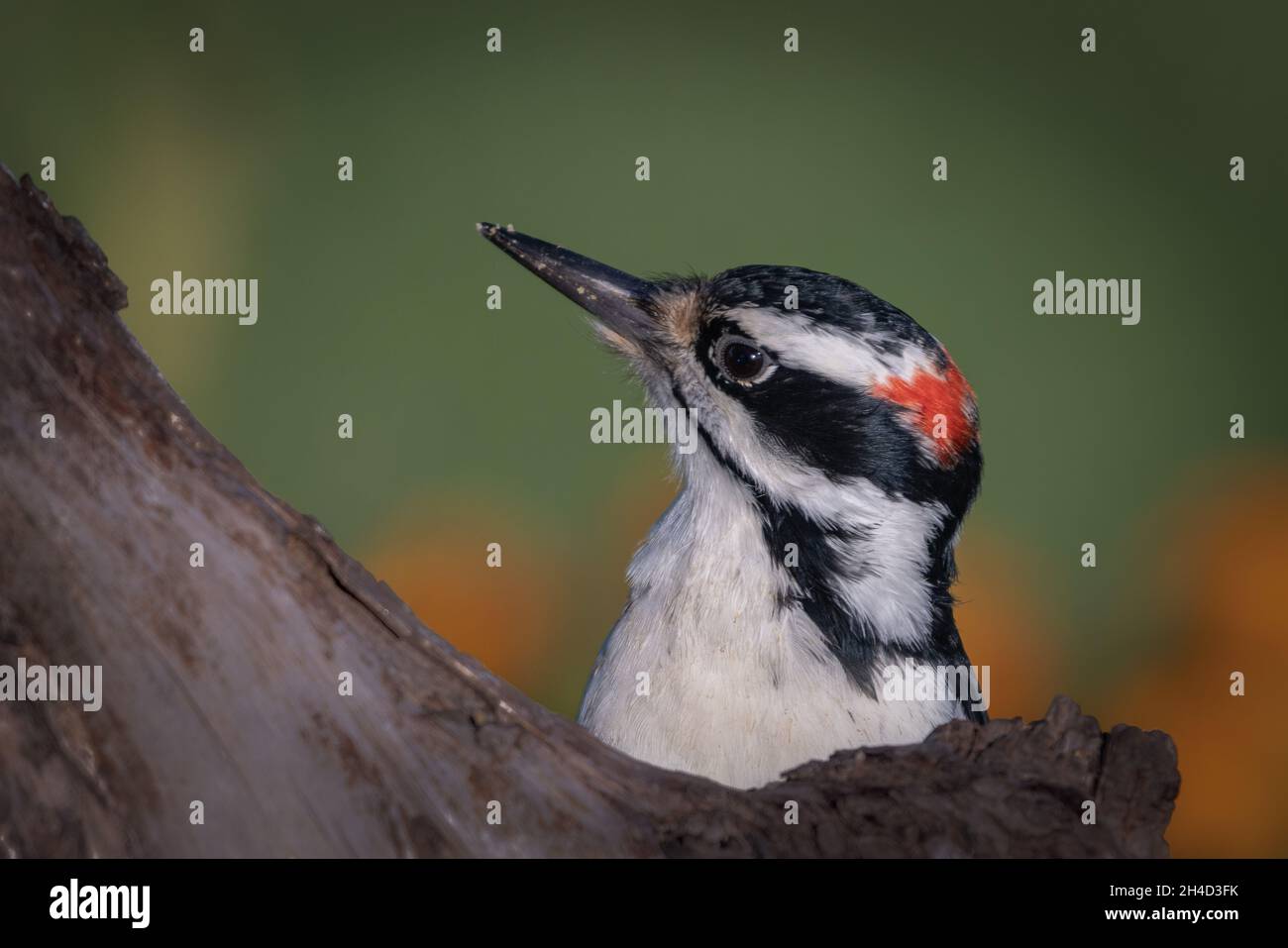 J'ai photographié ce pic à bois à mon alimentation de cour dans le comté rural de Door, Wisconsin. Banque D'Images
