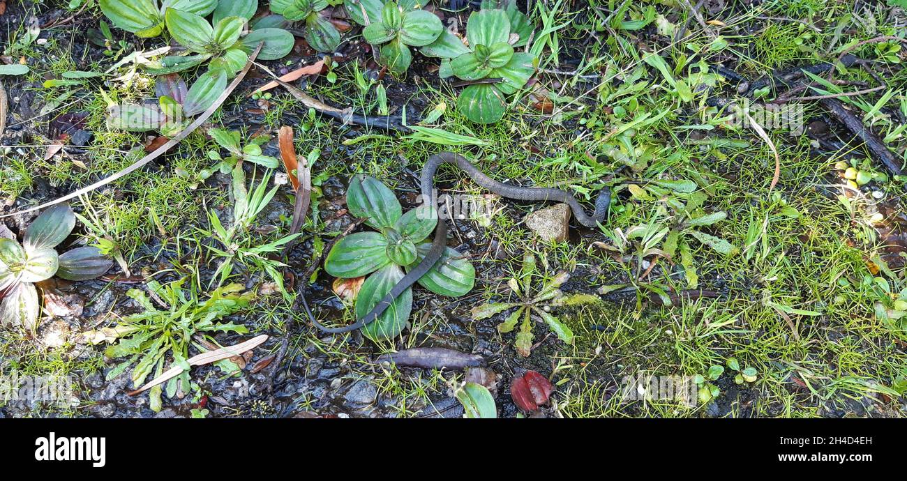 Serpent de tigre espèce de serpent venimeux Banque D'Images