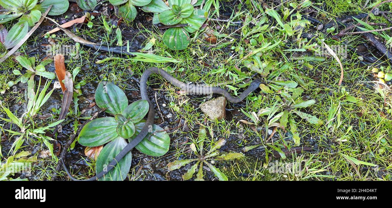 Serpent de tigre espèce de serpent venimeux Banque D'Images