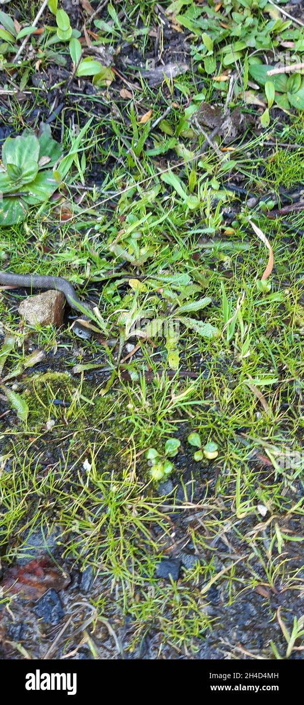 Serpent de tigre espèce de serpent venimeux Banque D'Images