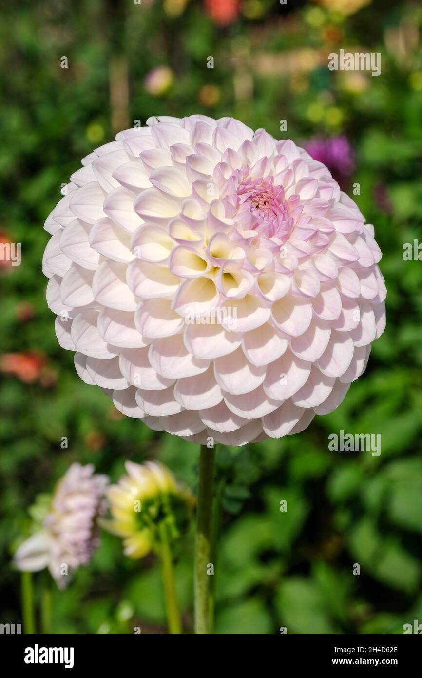 Dahlia 'Blyton Everest'.Dahlia décoratif.Une fleur blanche à bout de lavande pâle. Banque D'Images