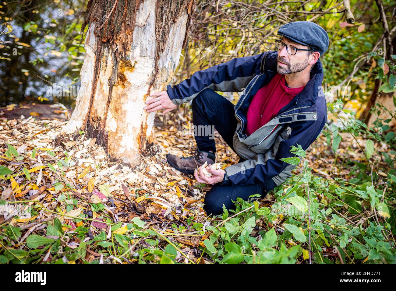 Hanovre, Allemagne.02 novembre 2021.Marco Schulze, inspecteur d'arbres de la ville de Hanovre, examine les marques d'alimentation d'un castor sur un arbre de la rivière Leine.Credit: Moritz Frankenberg/dpa/Alay Live News Banque D'Images