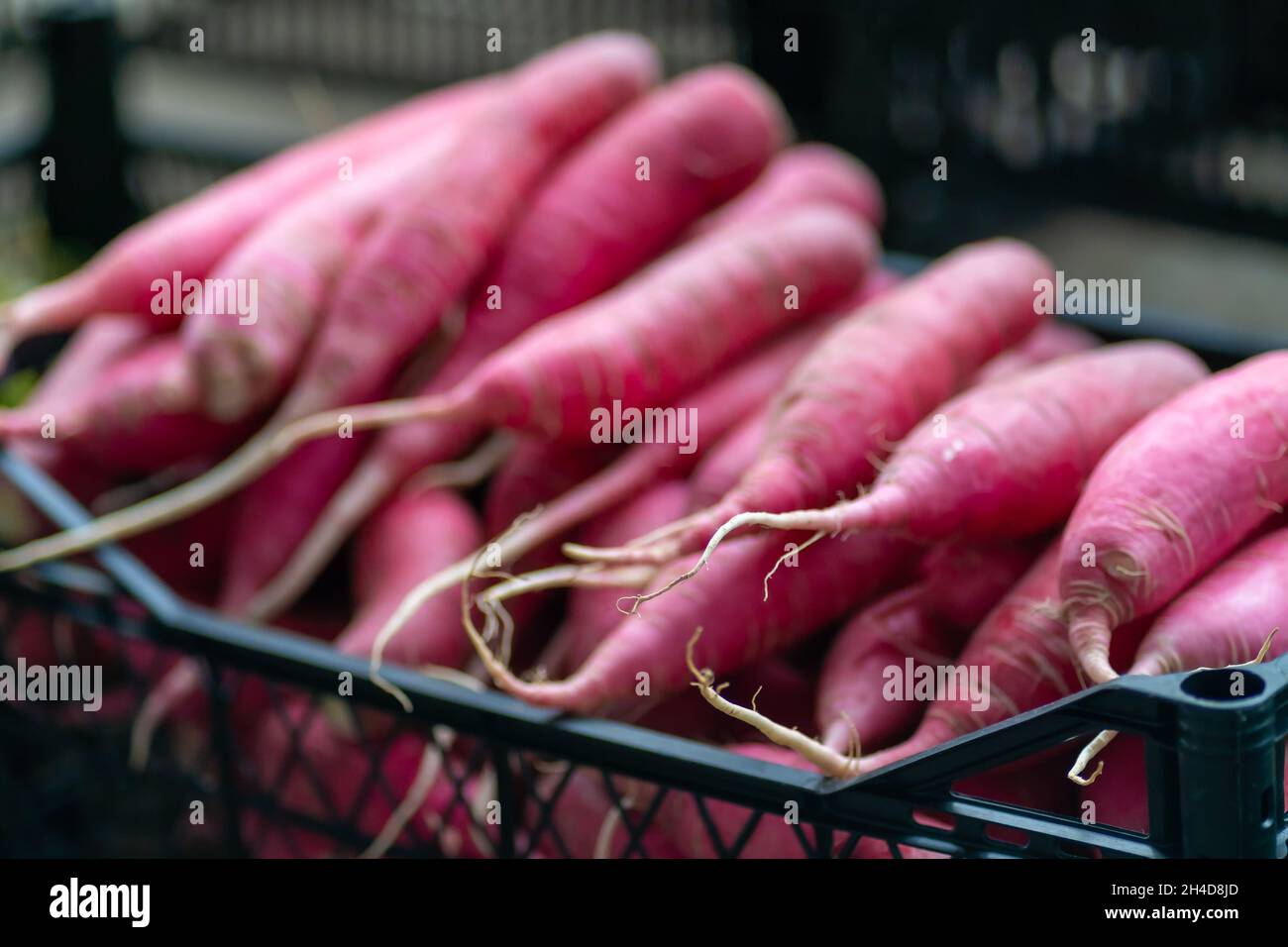 Gros plan du radis daïkon rose sur le marché Banque D'Images