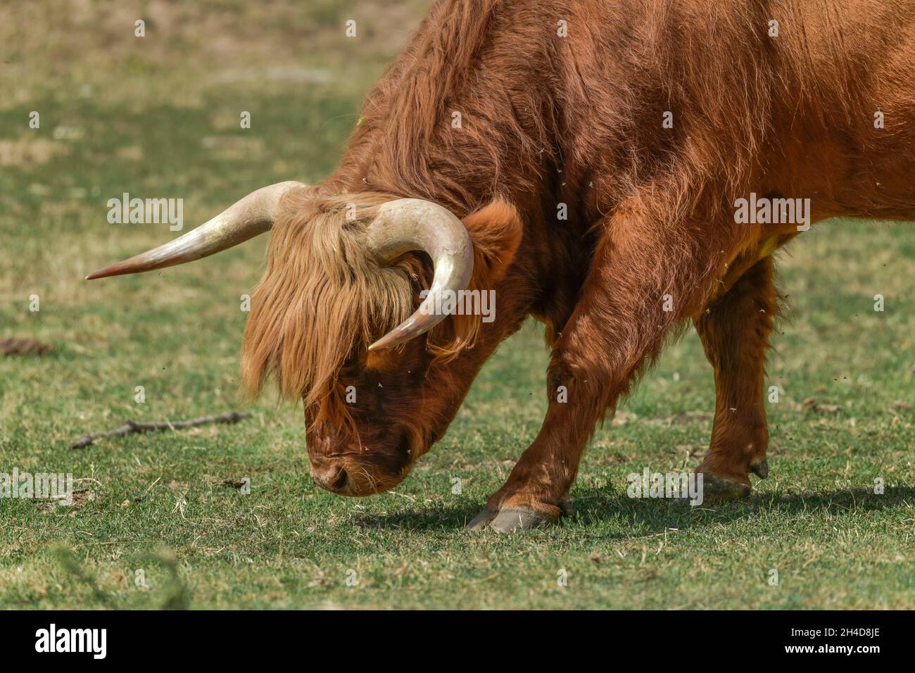 Schottisches Hochlandrind (Highland cattle), Sachsen-Anhalt, Allemagne Banque D'Images