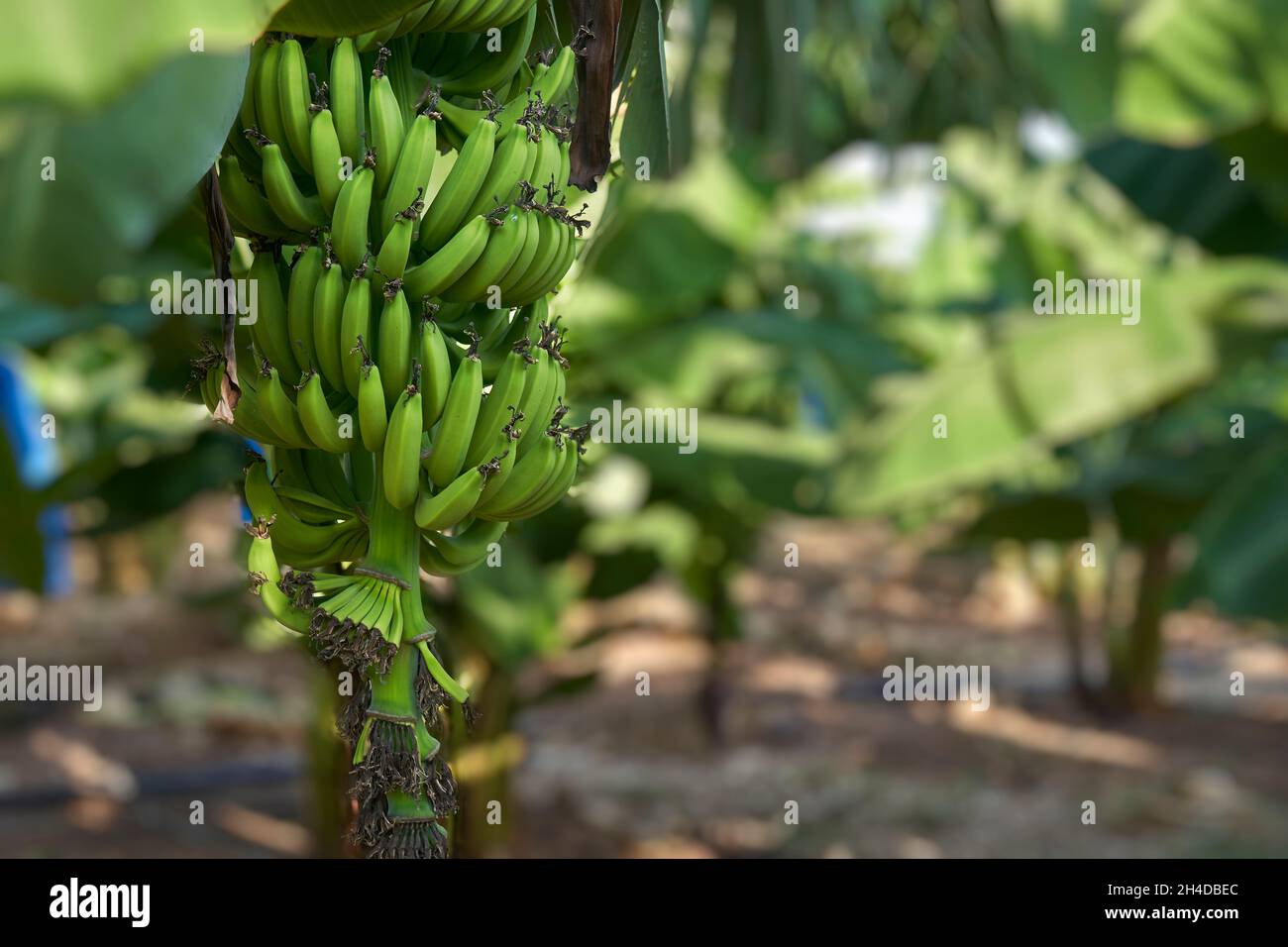 Bouquet de bananes vertes non mûres poussant sur un arbre dans une plantation à Chypre Banque D'Images
