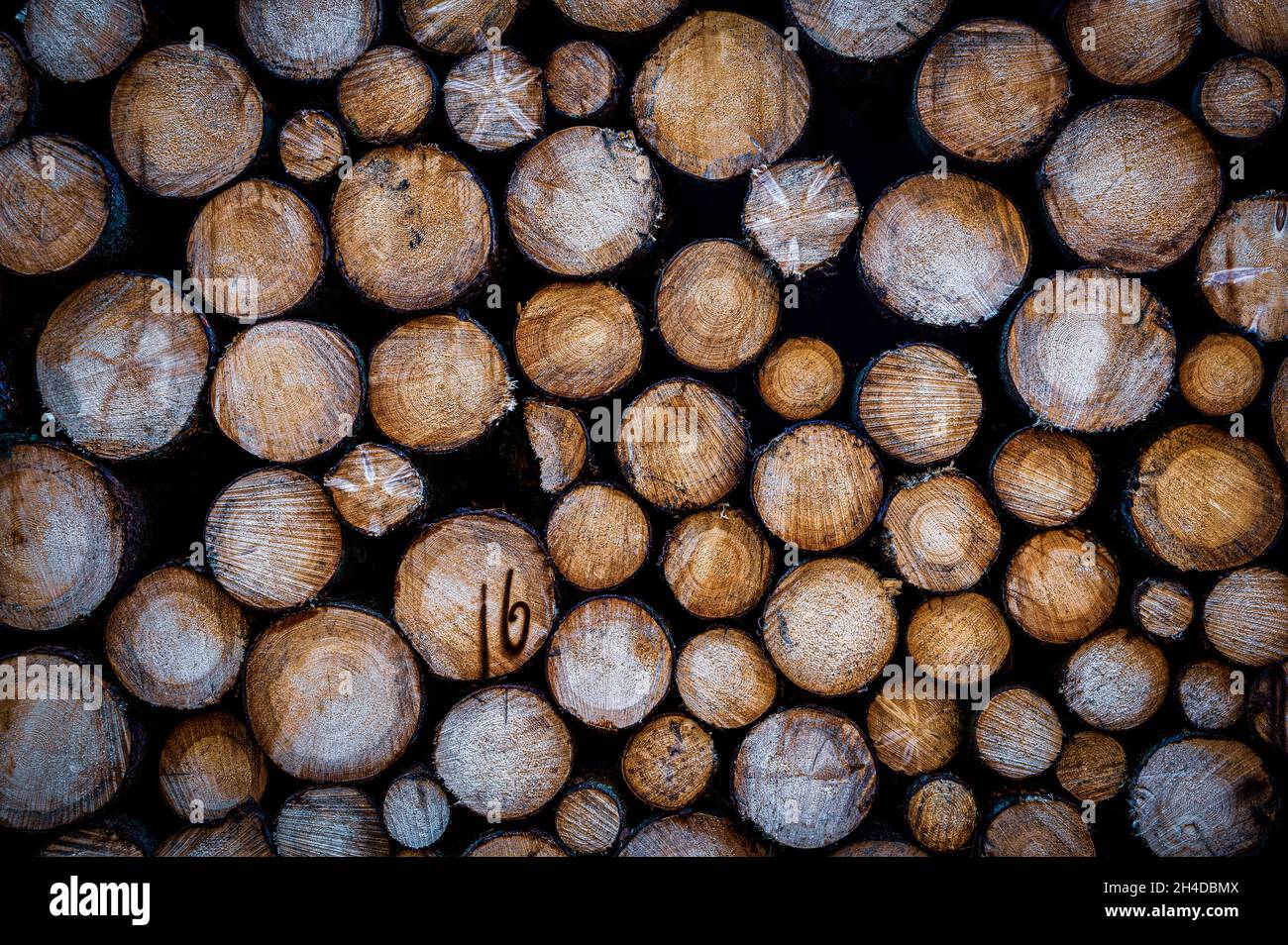 Concept de la foresterie, du bois de matière première ou du commerce du bois.Le bois fraîchement abattu est accumulé dans une forêt en Saxe (Allemagne). Banque D'Images