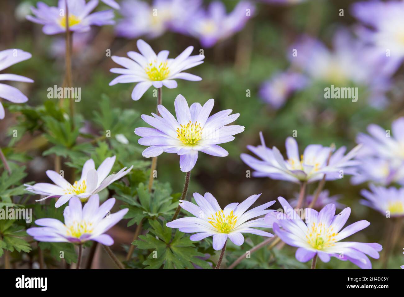 Des fleurs d'anemone blanda, des plantes vivaces fleurissent au printemps dans une frontière de jardin au Royaume-Uni Banque D'Images