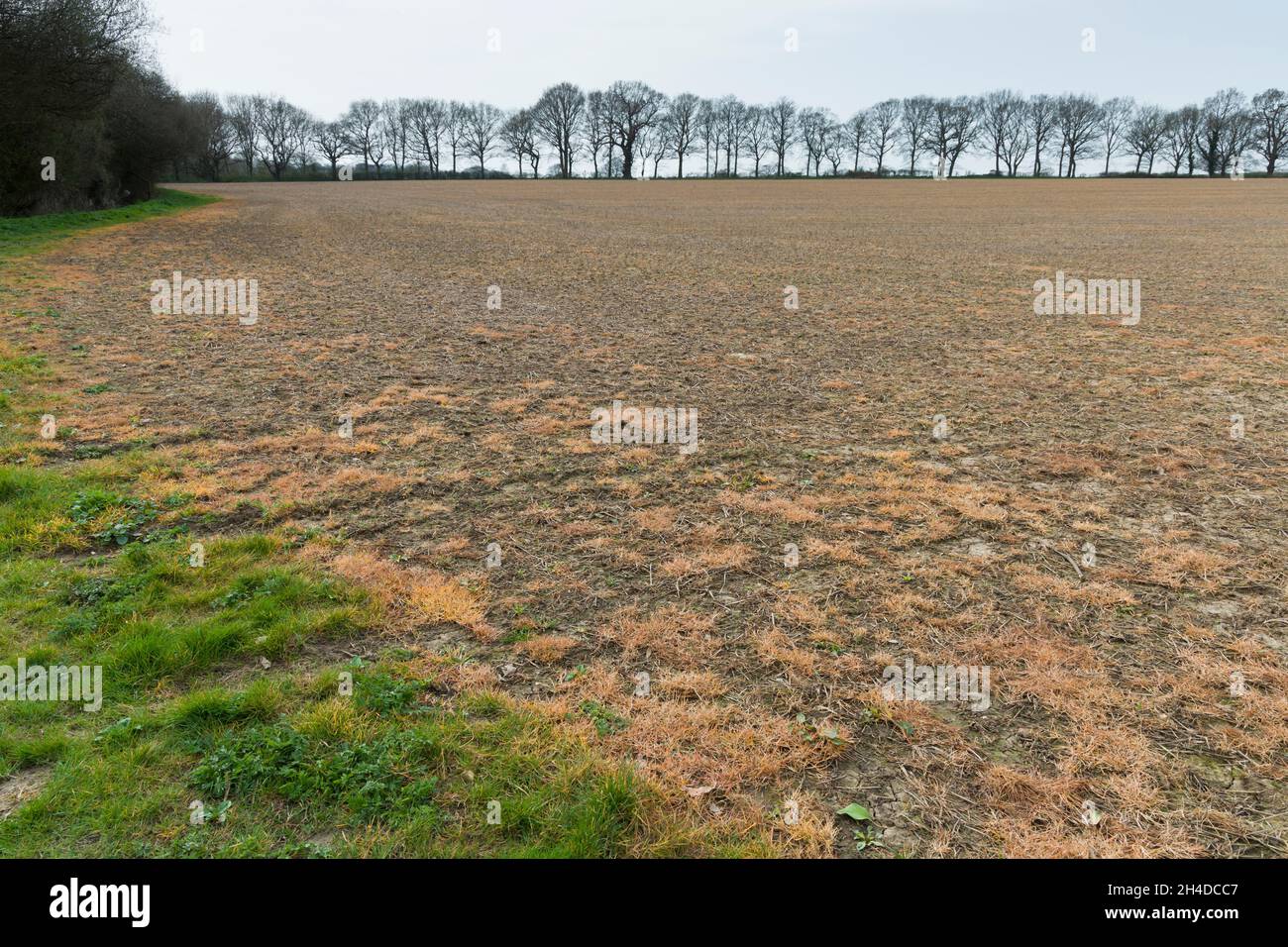 Le glyphosate, un herbicide chimique, est pulvérisé sur un champ pour lutter contre les mauvaises herbes.Buckinghamshire, Royaume-Uni Banque D'Images