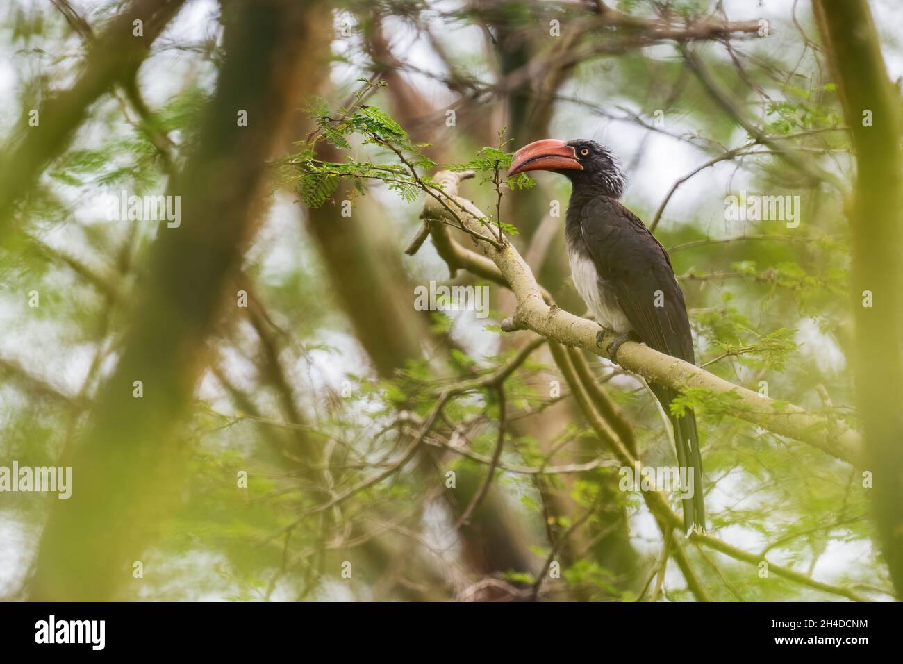 Hornbill couronné - Lophoceros alboterminatus, beau charme rare des forêts et des terres boisées africaines, Parc national de la Reine Elizabeth, Ouganda. Banque D'Images
