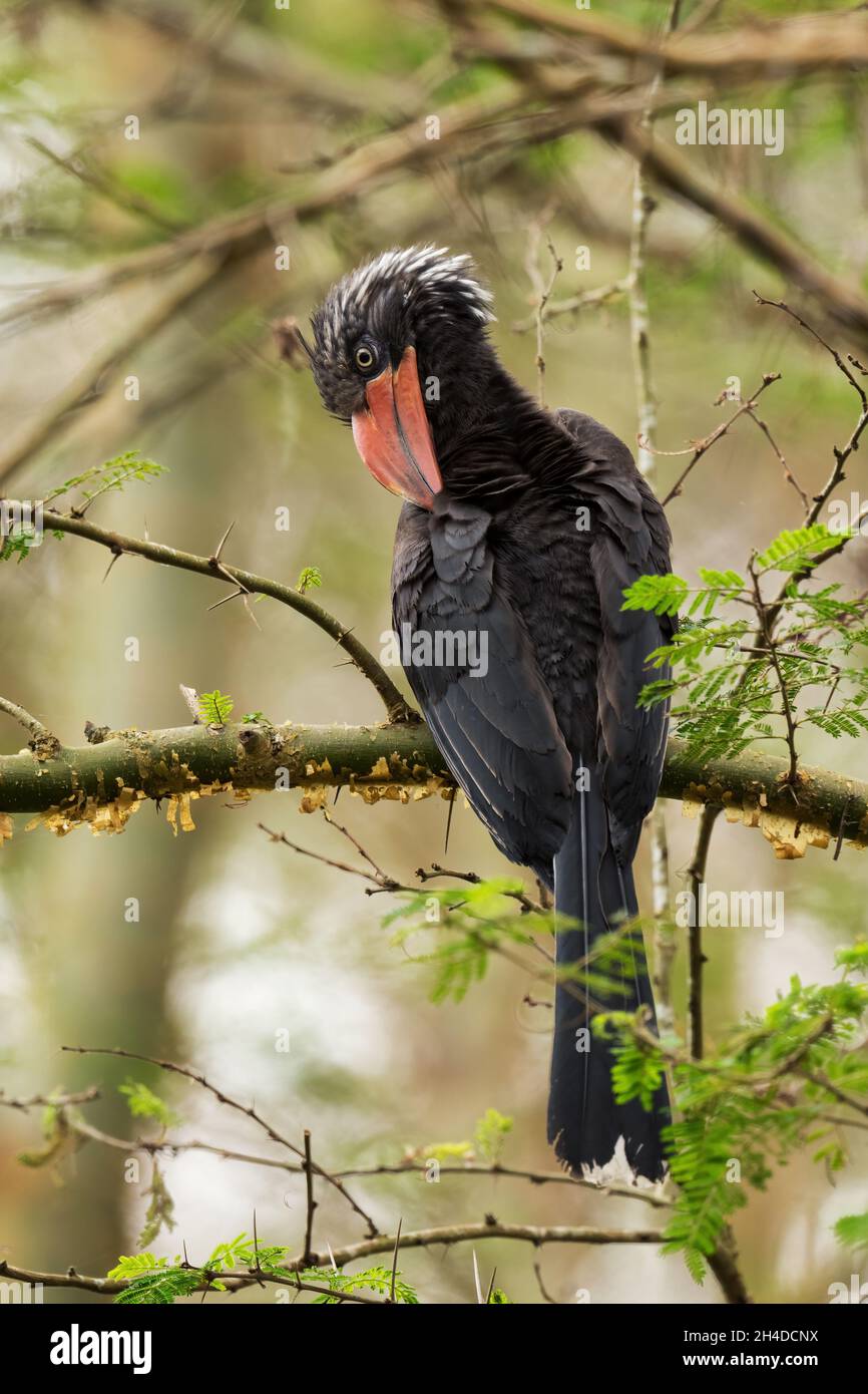 Hornbill couronné - Lophoceros alboterminatus, beau charme rare des forêts et des terres boisées africaines, Parc national de la Reine Elizabeth, Ouganda. Banque D'Images