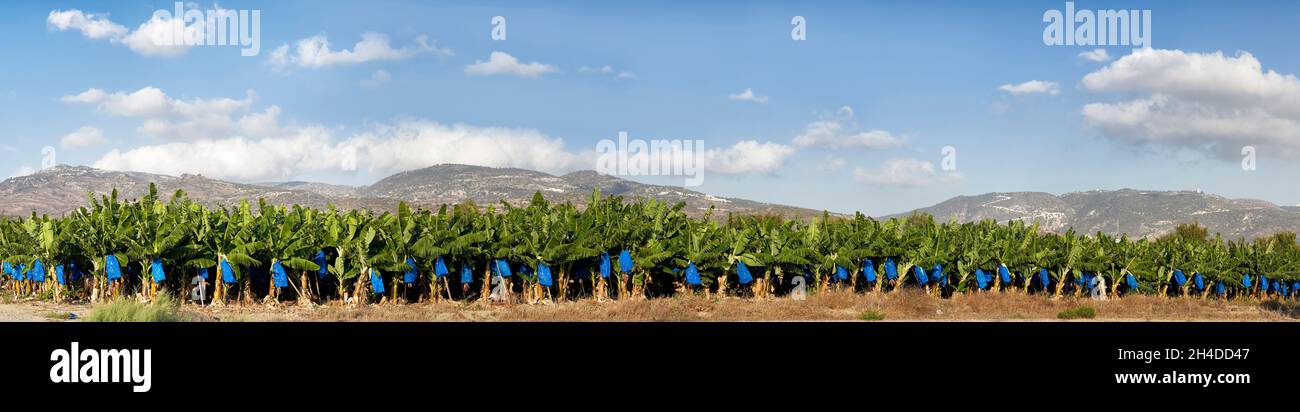 Photographie panoramique d'une plantation de bananiers à Chypre avec des montagnes en arrière-plan Banque D'Images