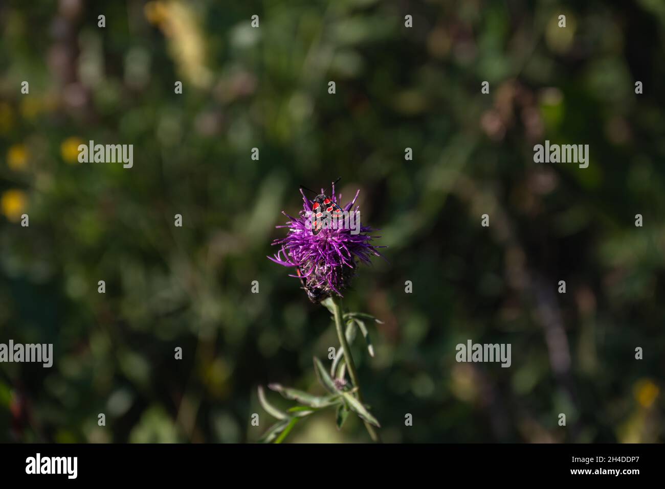 Burnett sur la fleur d'ironweed Banque D'Images