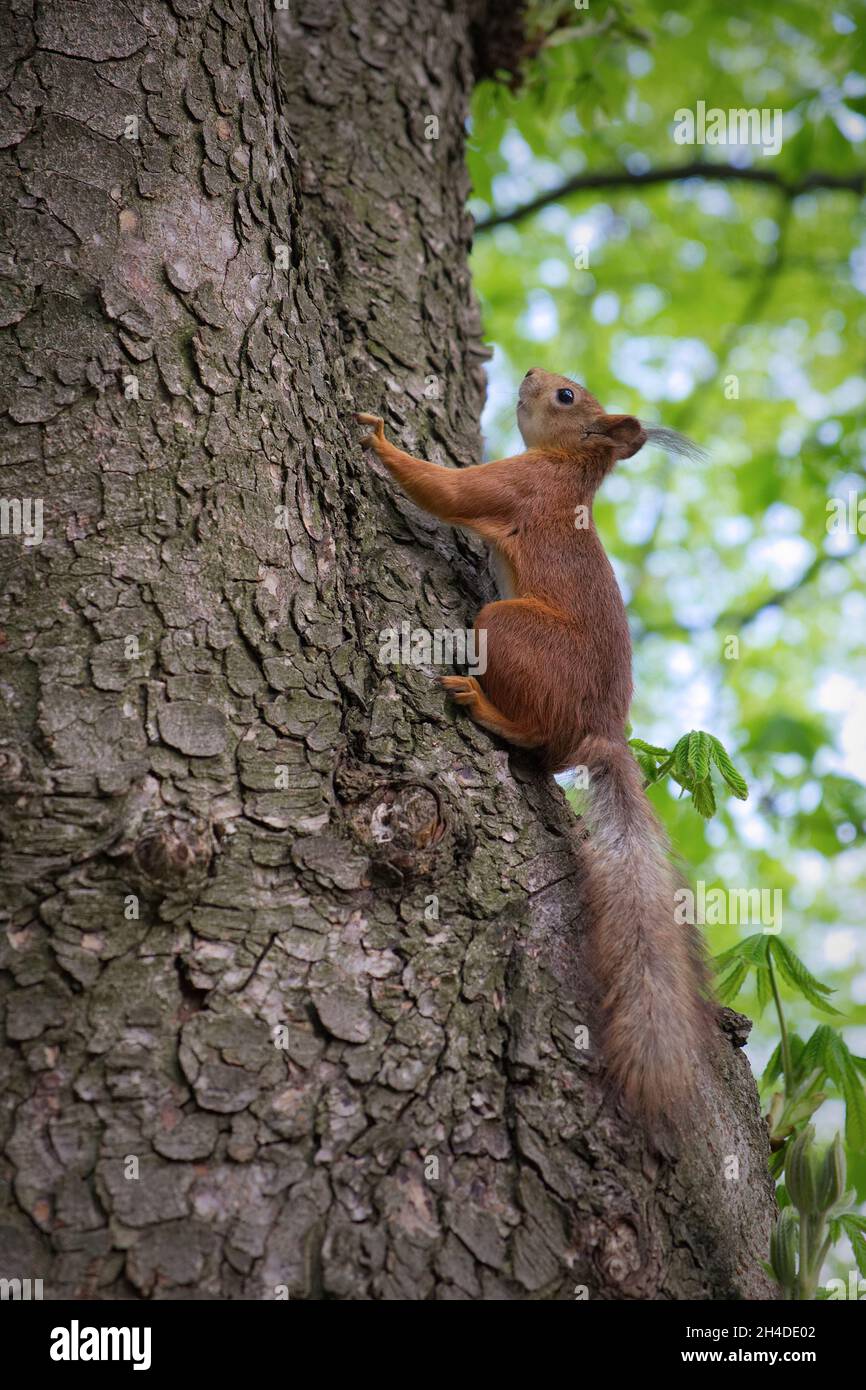 Sur le tronc de l'arbre de l'écureuil Banque D'Images