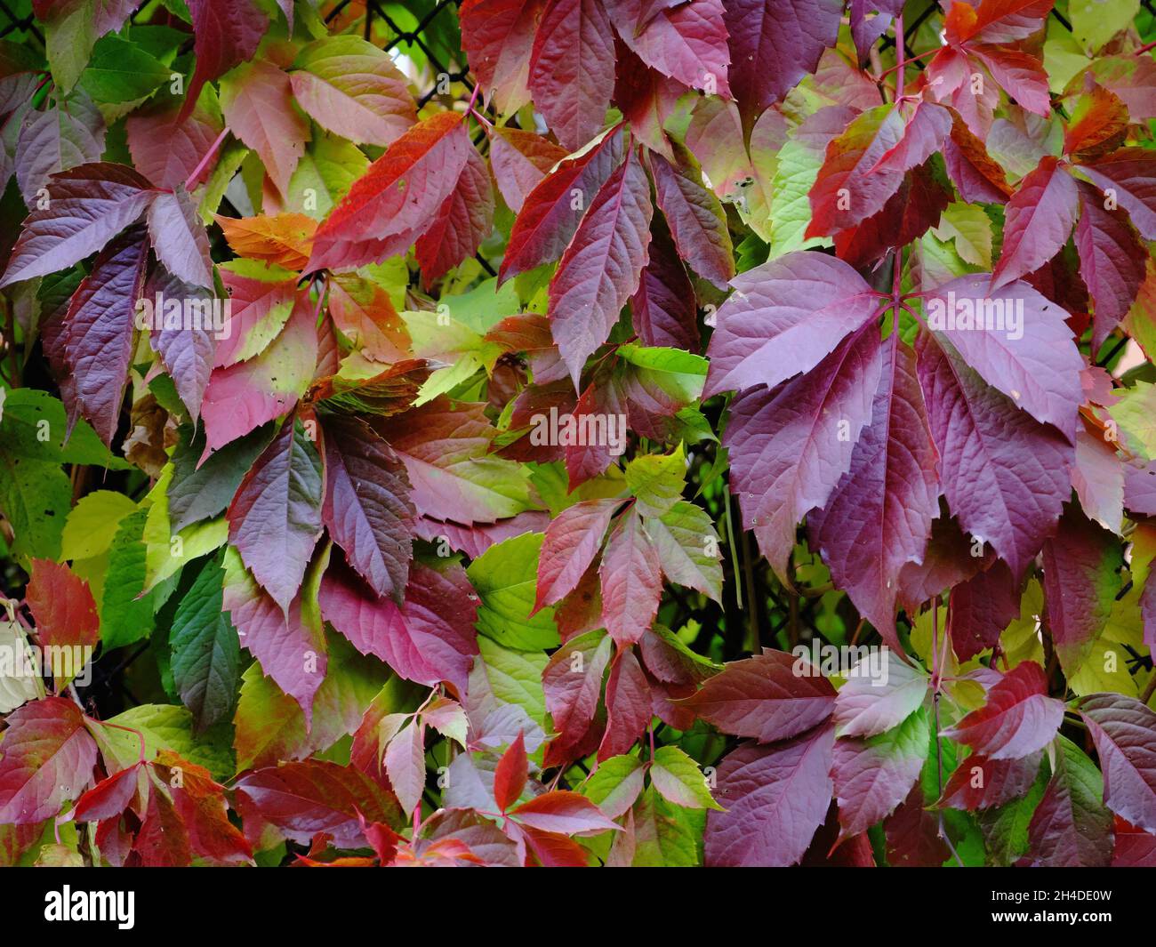 Feuilles de houblon d'automne pourpres et rouges Banque D'Images