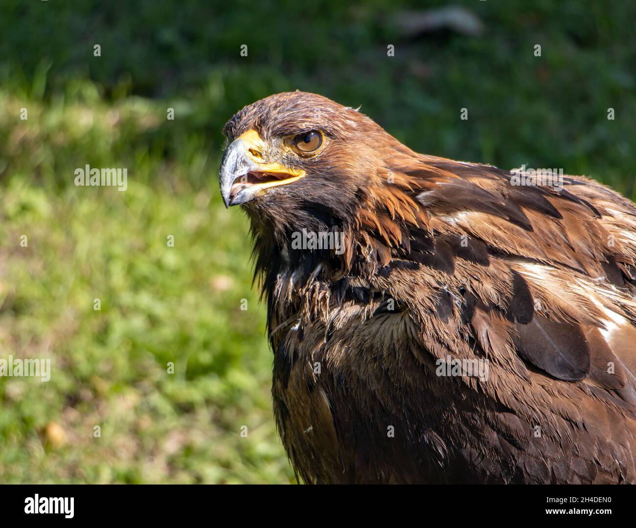 Le portrait de l'Aquila chrysaetos sur fond vert Banque D'Images