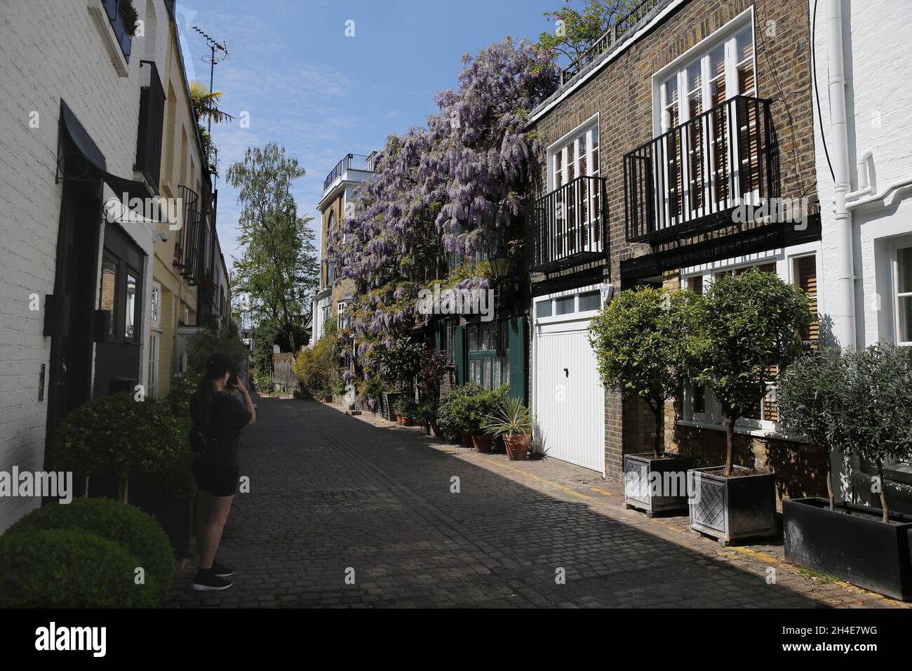 Une femme prend une photo de la wisteria en fleur exposée dans une maison dans le quartier de Chelsea, Londres.Date de la photo: Dimanche 26 avril 2020. Banque D'Images