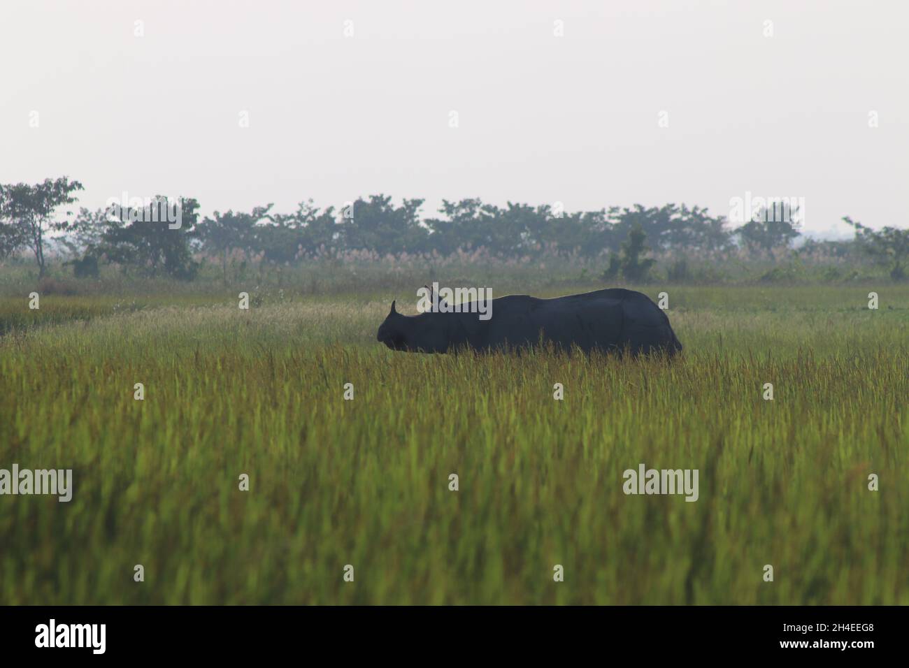 Un rhinocéros à une corée traverse un rizières dans le district de Majuli Banque D'Images
