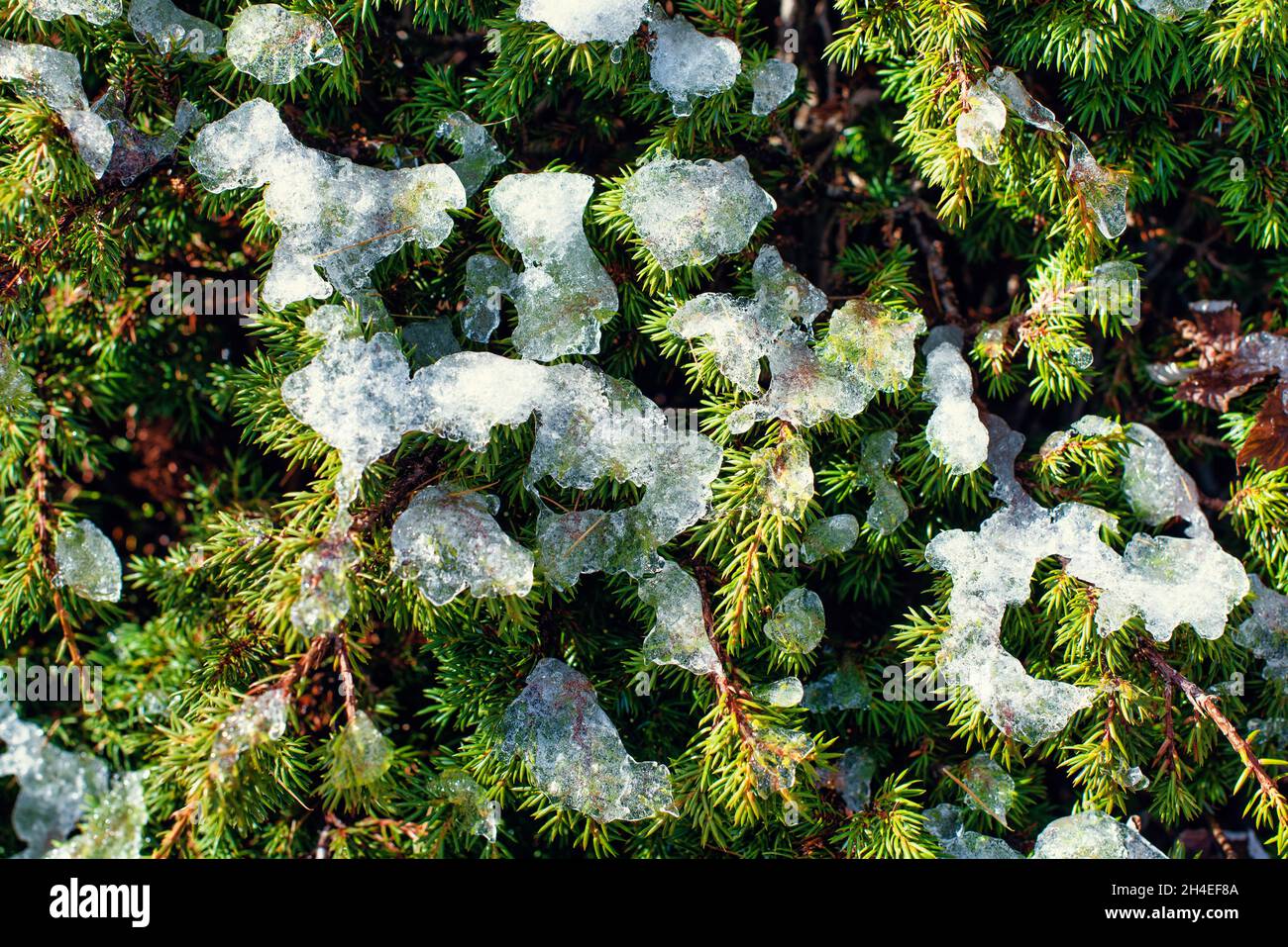 Première chute de neige sur les pins de montagne en automne Banque D'Images