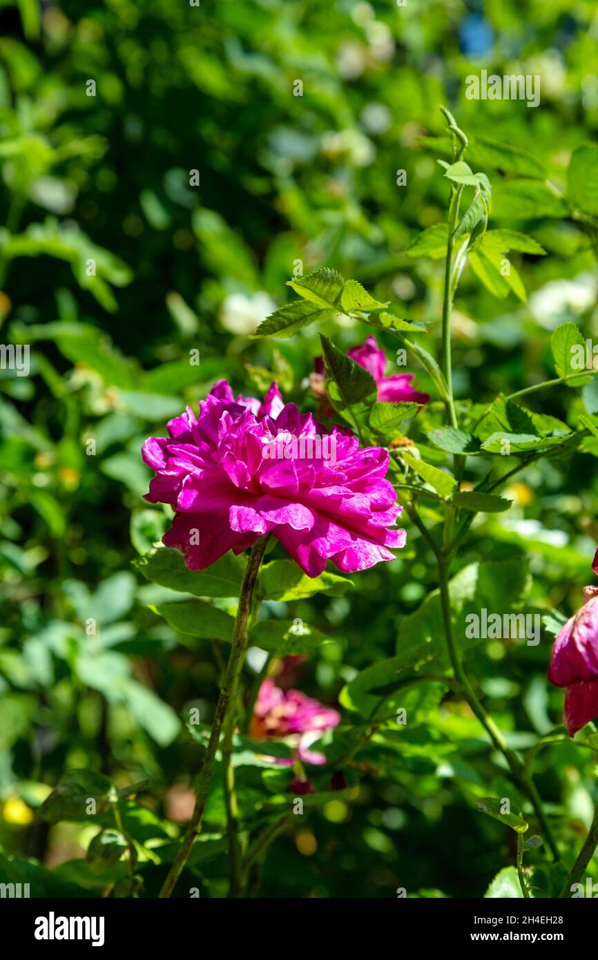 Roses fuchsia à Wapping Rose Gardens, Wapping, est de Londres, Royaume-Uni Banque D'Images