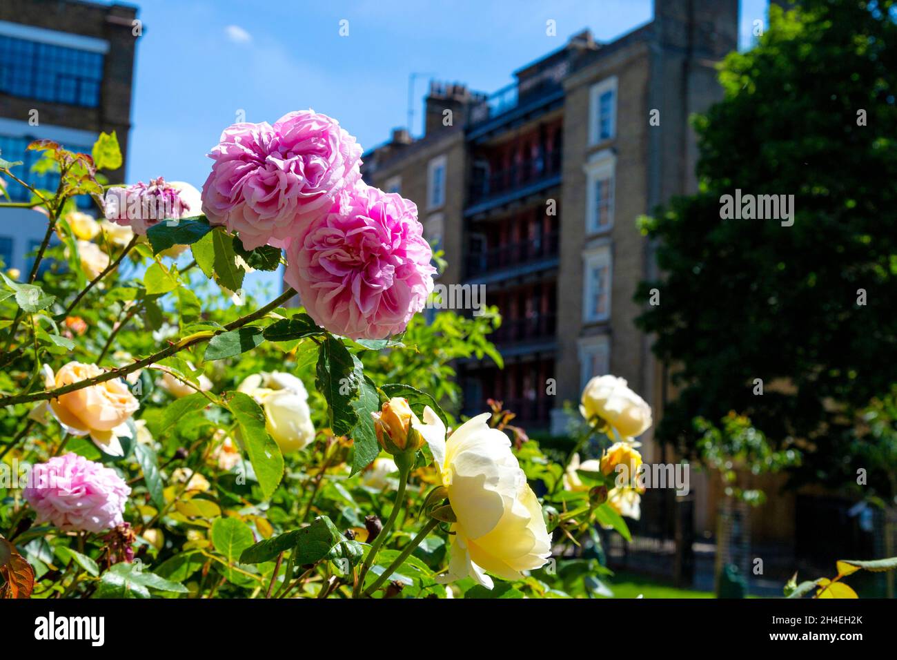 Roses roses roses roses et jaunes au Wapping Rose Gardens, Wapping, est de Londres, Royaume-Uni Banque D'Images