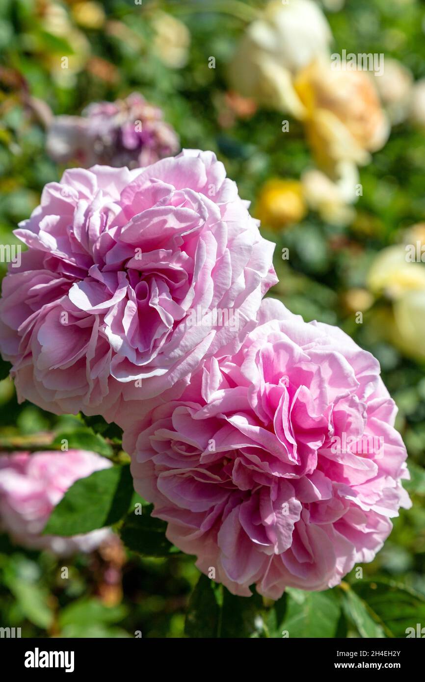 Roses en damassé au Wapping Rose Gardens, Wapping, est de Londres, Royaume-Uni Banque D'Images