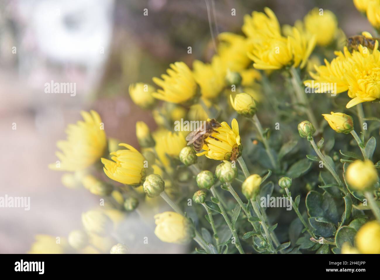 Abeille au premier plan sur une fleur jaune.Concept animaux et nature. Banque D'Images