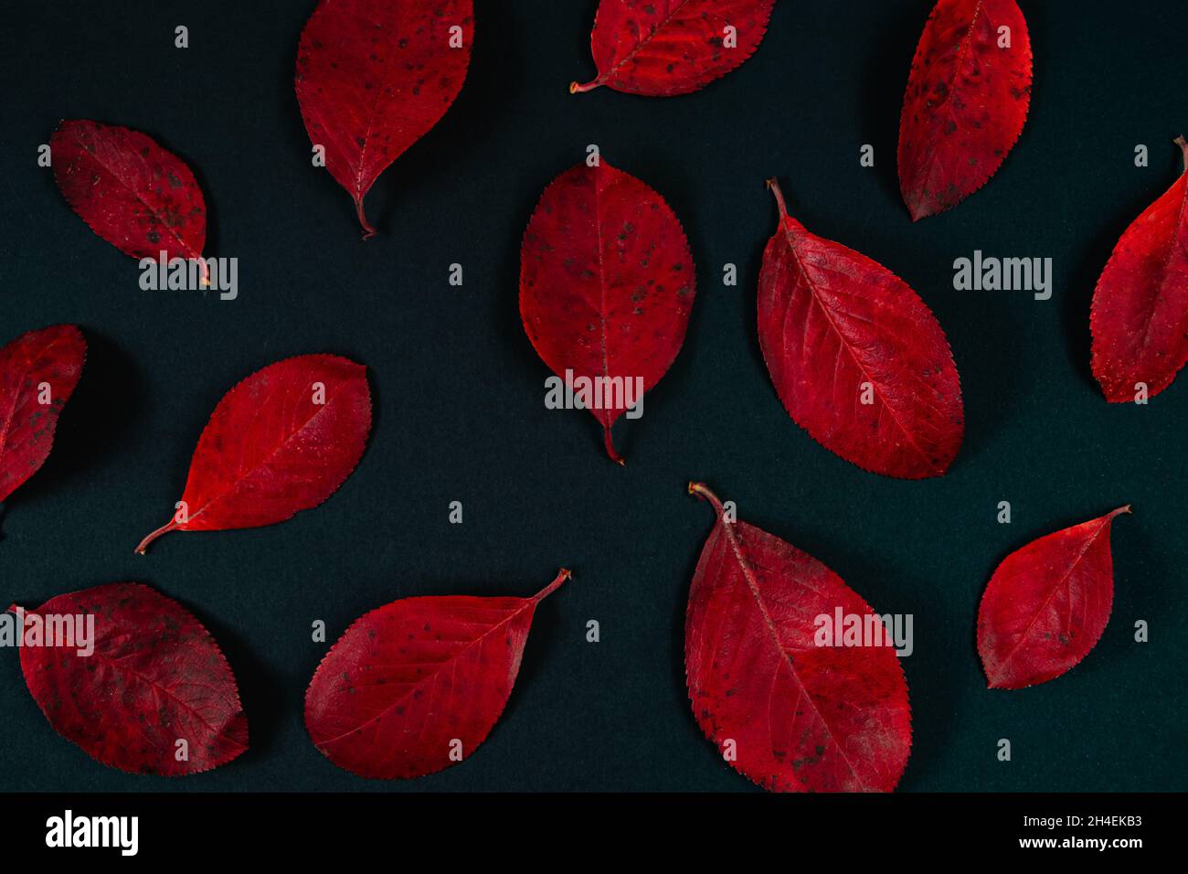 Arrière-plan d'automne de feuilles rouges brillantes sur fond noir. Banque D'Images